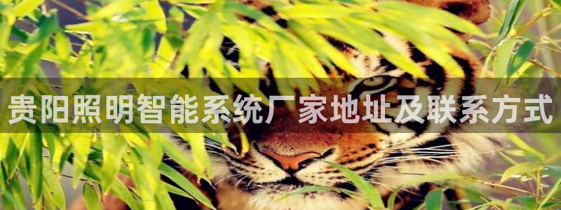 千亿国际平台是真是假啊